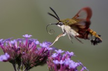 Hummelschwärmer (Hemaris fuciformis)