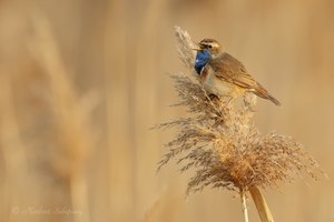 Blaukehlchen