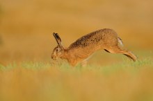 Running Hare