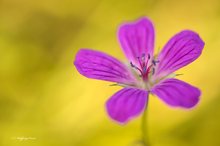 Sumpf-Storchschnabel (Geranium palustre)