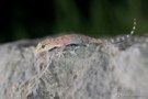 Nächtlicher Besuch