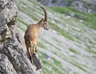 Meister im Steilfels