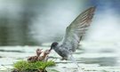 Trauerseeschwalbe (Chlidonias niger) Fütterung