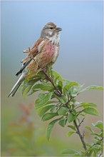 Bluthänfling (Carduelis cannabia)