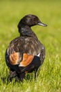 Paradise Shelduck (m)