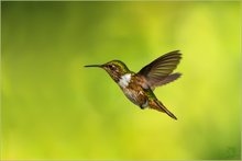 Vulkanelfe - Volcano Hummingbird (ND)