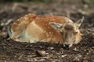 Damwild