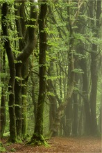 Nebel zieht durch den Wald