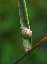 Schnecke im Schilf