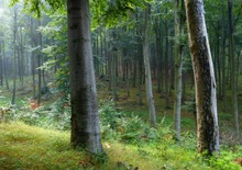 Buchenmischwald nach dem Regen