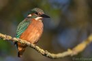 Guten Morgen, junger Eisvogel