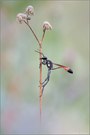 ~ ammophila ~