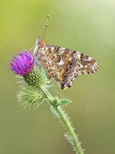 Distelfalter