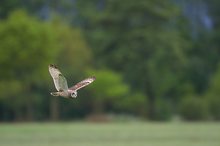 Sumpfohreule auf Beuteflug