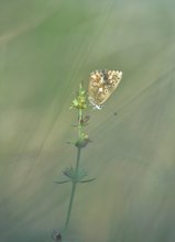 Silbergrüner Bläuling