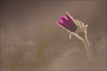 Pulsatilla pur