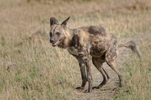 Afrikanischer Wildhund