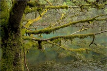 Verwunschene Flusslandschaft