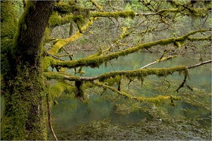 Verwunschene Flusslandschaft