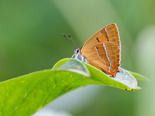 Thecla betulae
