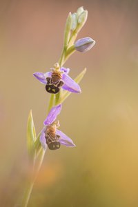 Ophrys apifera II
