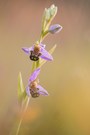 Ophrys apifera II