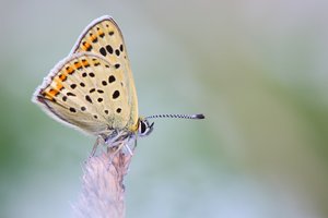 Brauner Feuerfalter