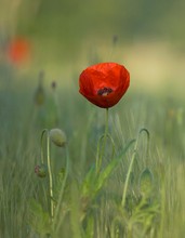 Mohn