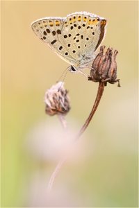 ~ Lycaena tityrus ~