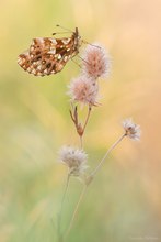 Schönheit in der Wiese