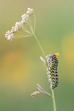 Raupe mit aufgestellter Nackengabel