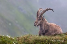 Steinbock im Nebel