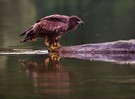 Seeadler