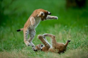 Flying lynx