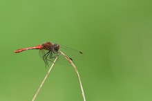 Libelle