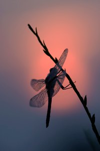Libelle vor morgentlicher Sonne