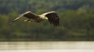 Seeadler im Anflug!