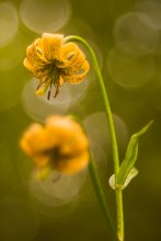 Lilium pyrenaicum