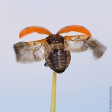 Marienkäfer im Abflug