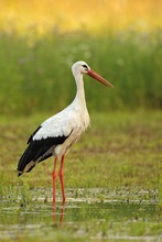 Storch