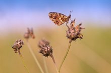 Boloria die Schlafgemeinschaft