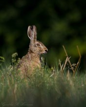 Wiesenhase