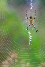 Argiope bruennichi