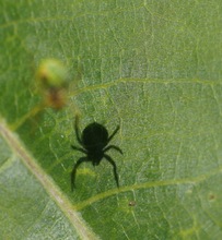 Spiderman im Allgäu