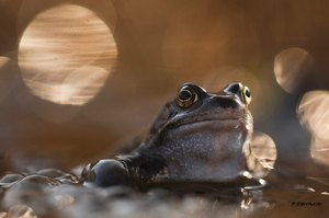 Grasfrosch - in Stimmung