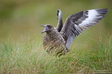 Große Raubmöwe (Stercorarius skua)