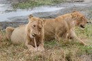 Löwen beim Fressen