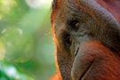 Borneo-Orang-Utan Männchen