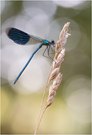 Calopteryx splendens