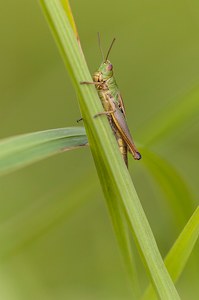 Grashüpfer